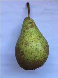 Pear_副本.jpg